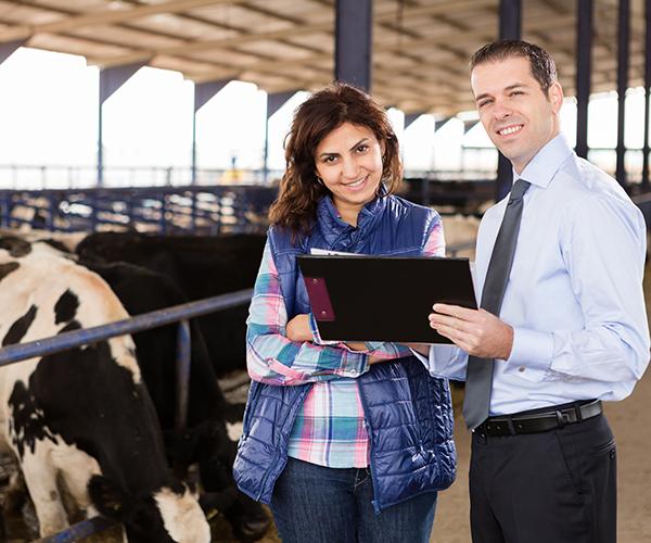 Two people standing in a cow kennel while one person is holding a clipboard.