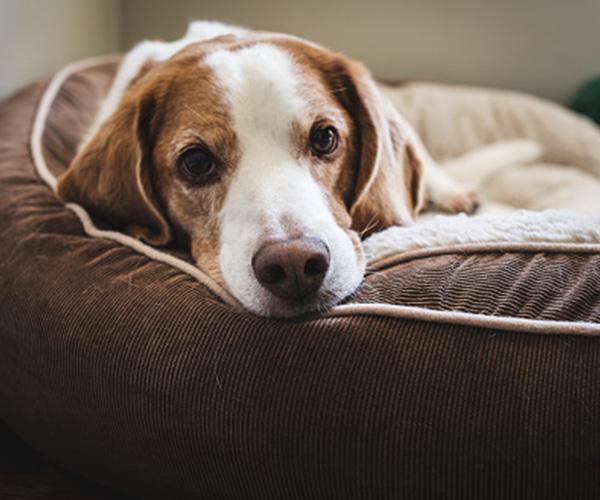 A dog with white and brown fur is laying on a brown dog bed.