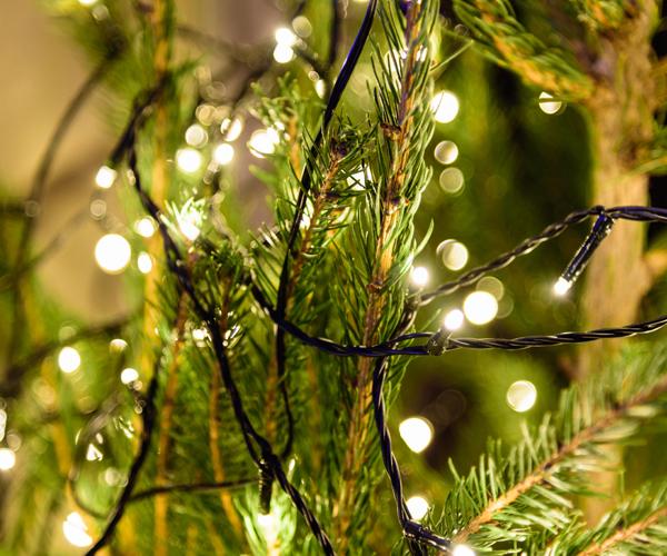 A string of glowing white lights are wrapped around the branches of a pine tree.