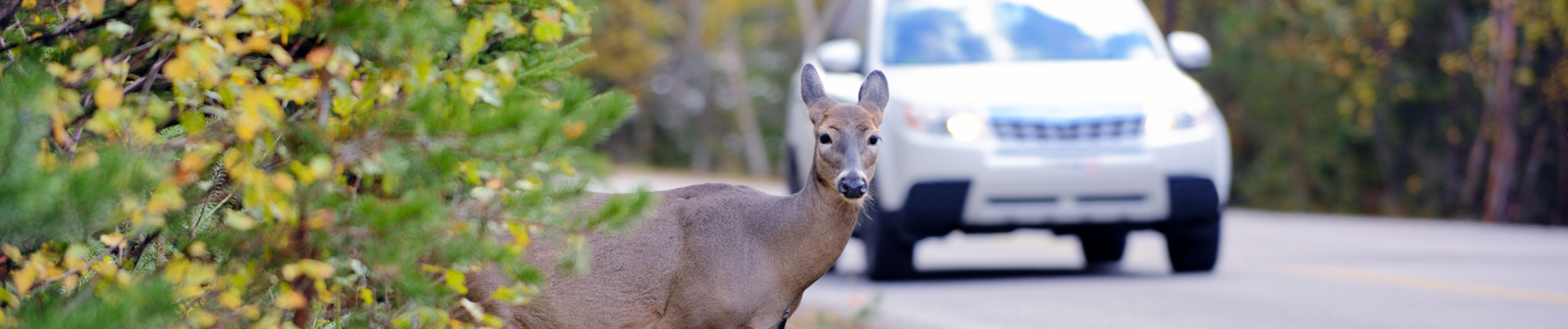 A-O_Blog_Septmeber_Banner _1903x4002.png