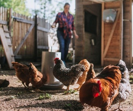 Multiple chickens eating feed from the ground.